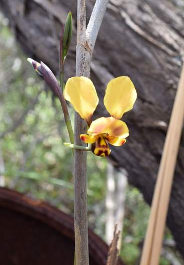 Diuris - Orchid-donkey-Latham-Sep-2018p0001.JPG